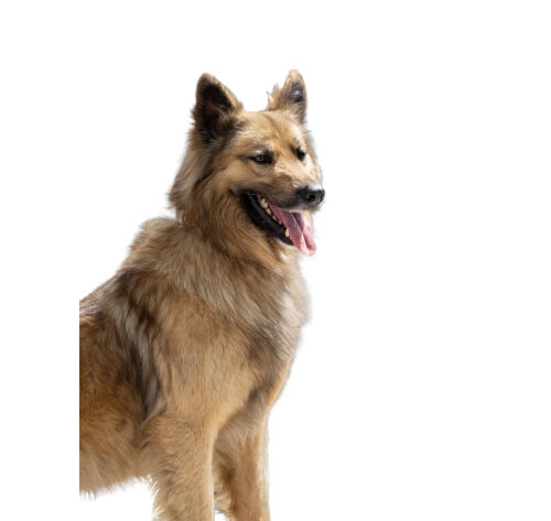 Perro de pelaje largo y dorado mirando hacia un lado con la lengua fuera sobre fondo blanco.