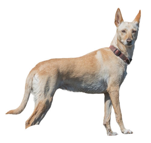 Podenco de color claro de pie sobre fondo blanco.