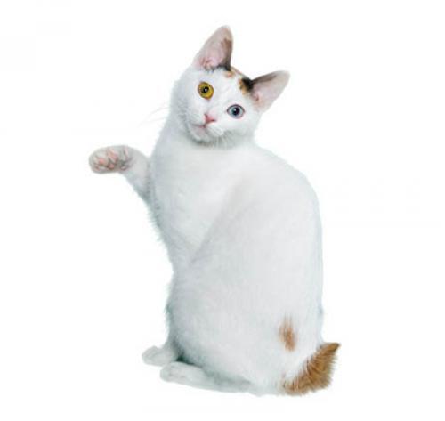 Raza de gato Bobtail japonés de pelo corto | Purina ®