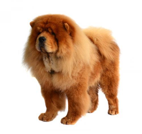 Chow chow (de pelo duro)