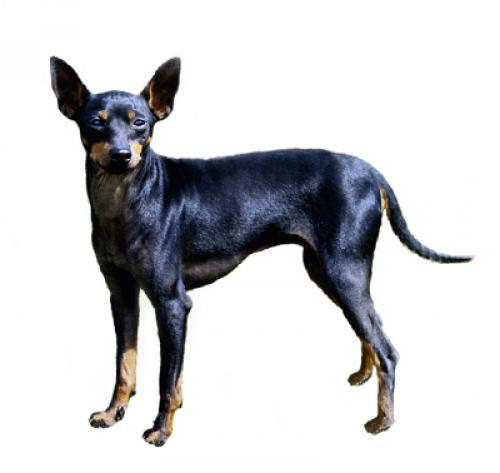 mini toy terrier