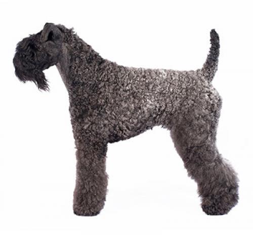 Kerry blue Terrier