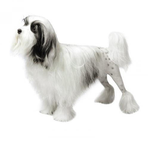 Lowchen (pequeño perro león)