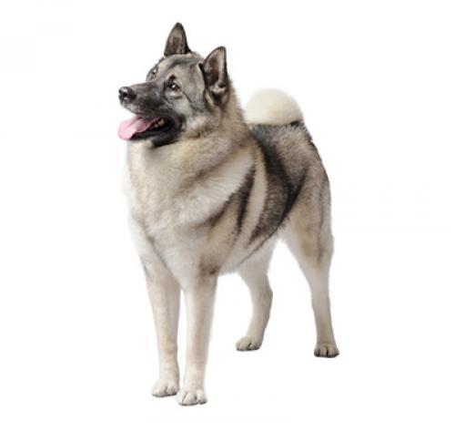 Cazador de alces noruego (elkhound noruego)