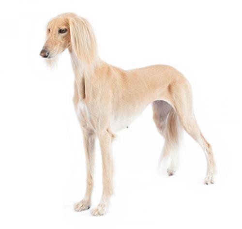 Saluki (galgo persa)