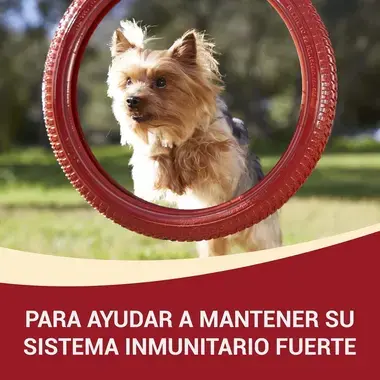 PURINA® ONE® Mini Perro Adulto húmedo Pollo y Cordero en Salsa Beneficios