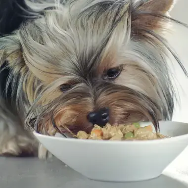 PURINA® ONE® Mini Delicate húmedo Rico en Salmón Textura