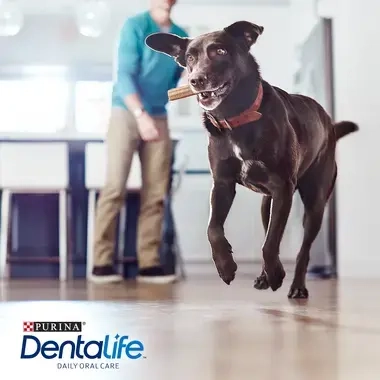 PURINA® DENTALIFE® Large Multipack 36 sticks Consumo