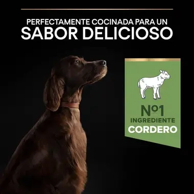 7613035415591_7 Sabor