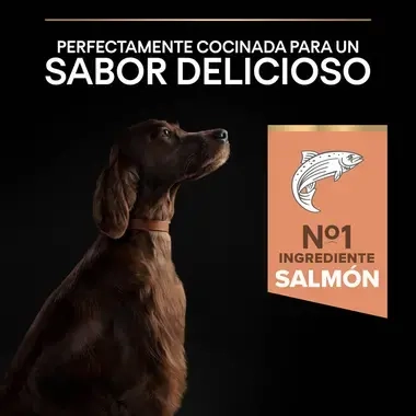 7613035417045_7 Sabor