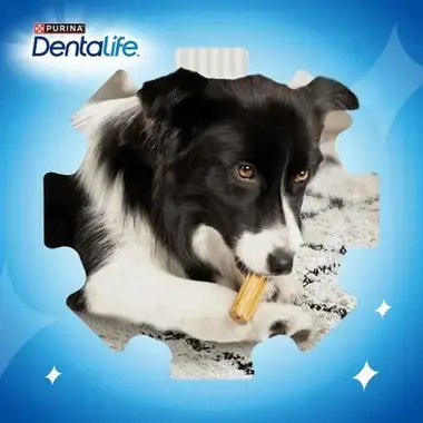 Instrucciones pack dentalife mini