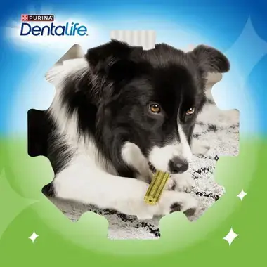 PURINA® DENTALIFE® ACTIVFRESH Small