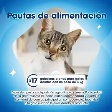 Gato mirando a cámara
