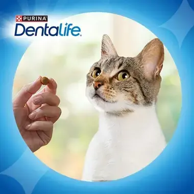 Gato comiendo snack