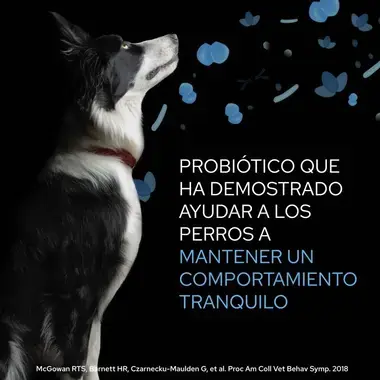 Perro blanco y negro mirando hacia arriba