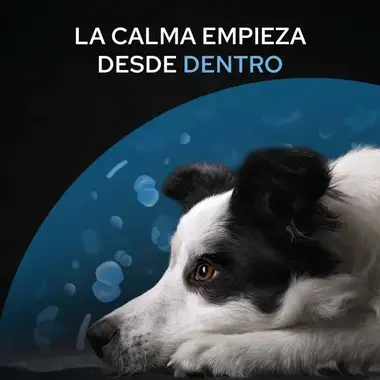 Perro junto al texto La calma empieza desde dentro