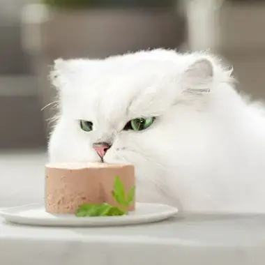 Gato blanco olfateando una porción de mousse Gourmet Gold servida en un plato.