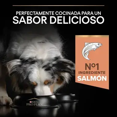 sabor