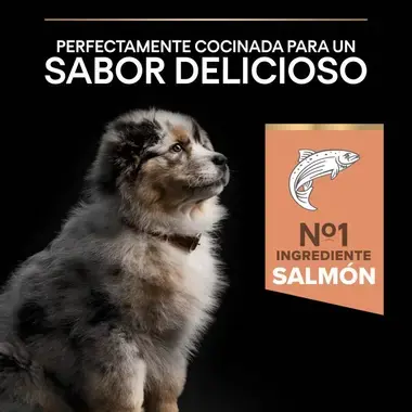 sabor