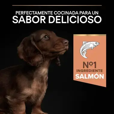 sabor