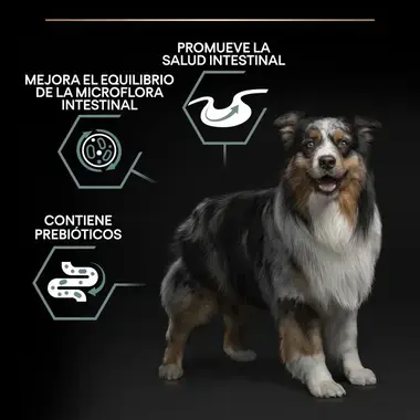 alimento