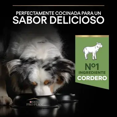 sabor
