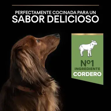 sabor