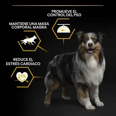Perro junto a 3 iconos