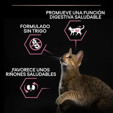 Gato jugando junto a iconos