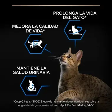 Gato mirando hacia arriba junto a 3 iconos