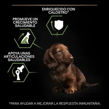 Perro pequeñito junto a 3 iconos