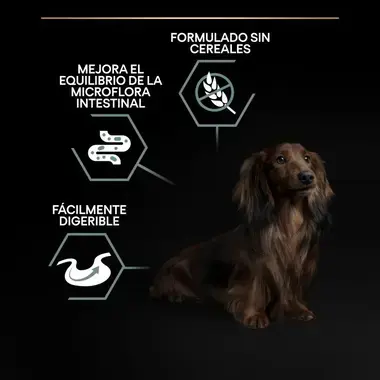 Perro junto a iconos