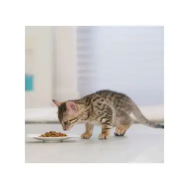 Gatito comiendo pienso en un plato pequeño sobre el suelo.
