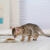 ​PURINA® PRO PLAN® Gato Original Kitten con Optistart rico en Pollo Momento de consumo