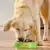 PURINA® FRISKIES® Adulto con Pollo, Cordero y Buey en Gelatina Momento de consumo