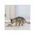 Gatito comiendo pienso en un plato pequeño sobre el suelo.