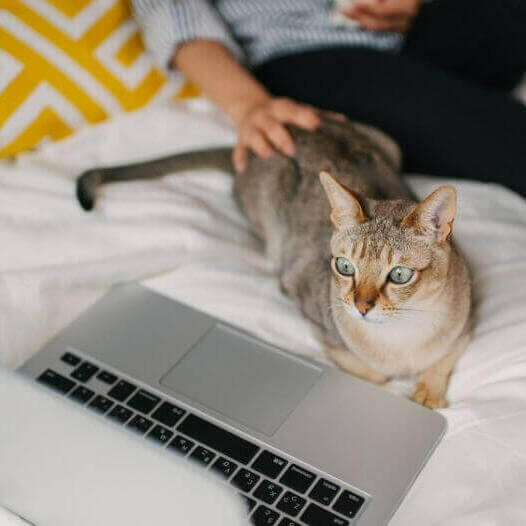 Mujer está viendo una película en su ordenador portátil con su mascota - gato asiático