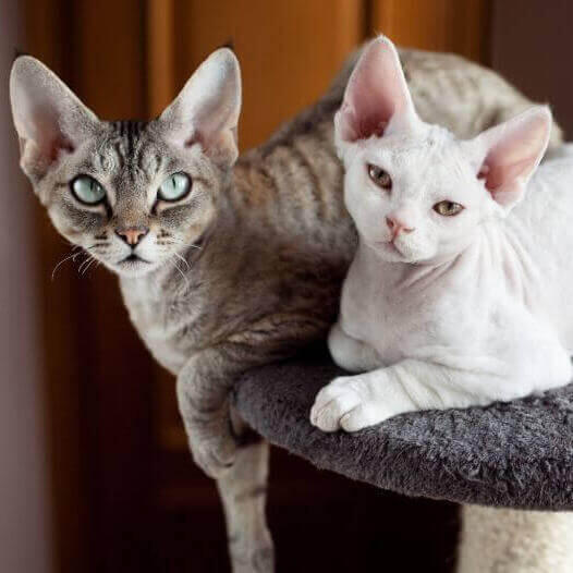 Dos gatos Devon Rex se echan la siesta juntos