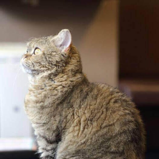 Gato de raza Laperm está mirando algo
