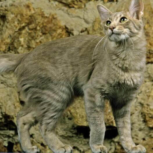 Gato de raza Oriental de pelo largo
