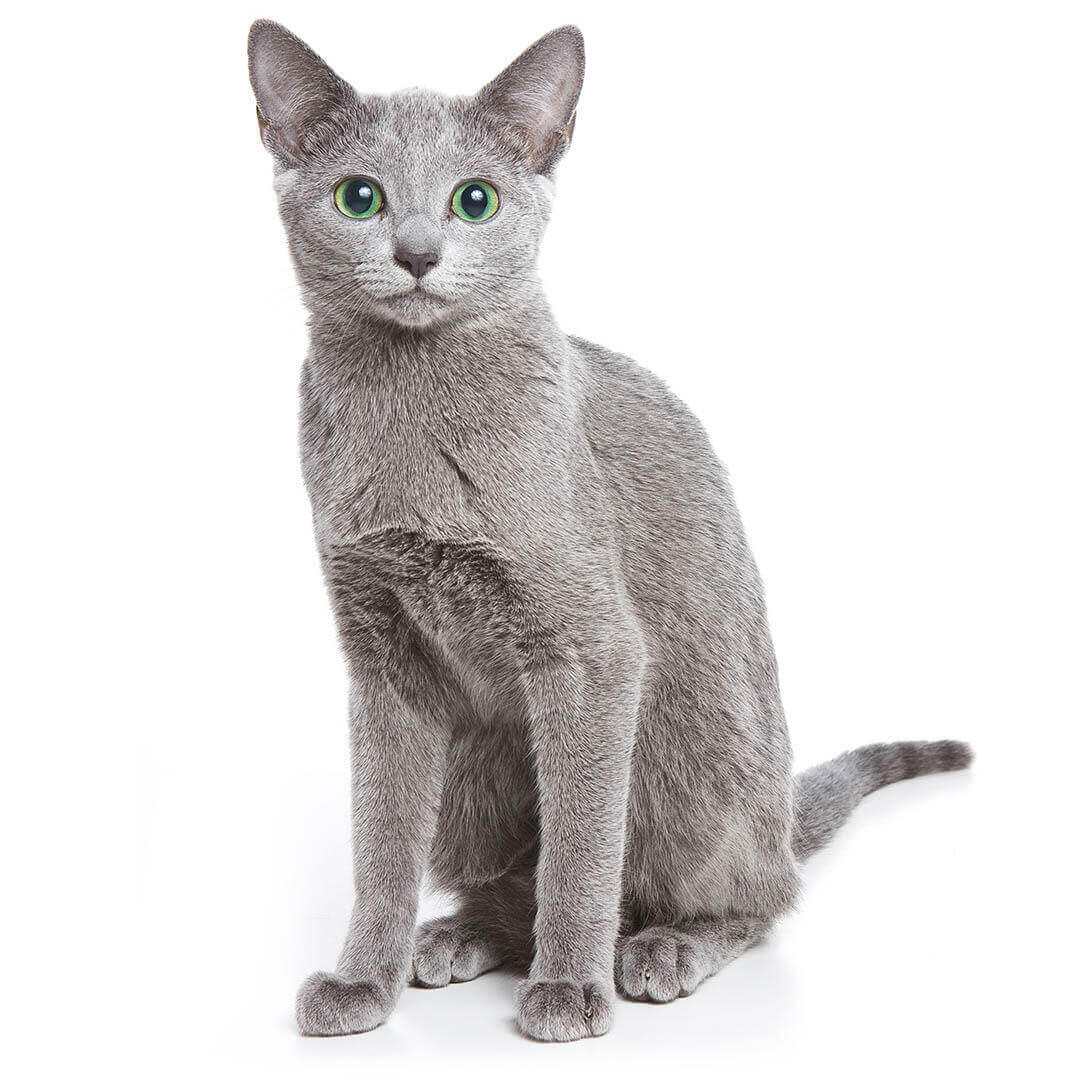 Gato de raza Gato azul ruso