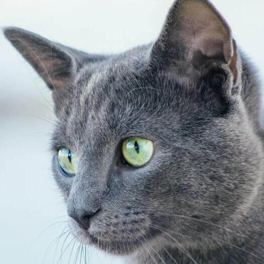 Gato de raza Gato azul ruso