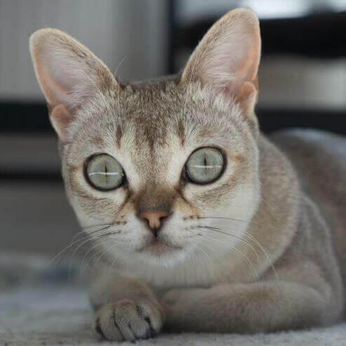 Gato de raza Singapura está mirando al ratón y quiere jugar