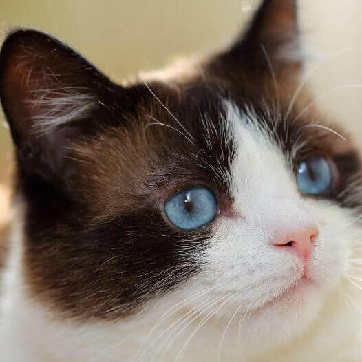 Gato Snowshoe con ojos azules está mirando profundamente