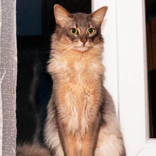 Gato somalí está de pie cerca de la ventana