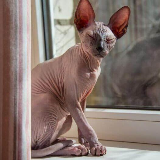 Gato de raza Sphynx está de pie en un alféizar de la ventana