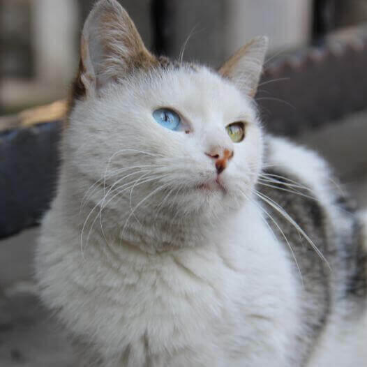 Gato Van turco está sentado en el balcón