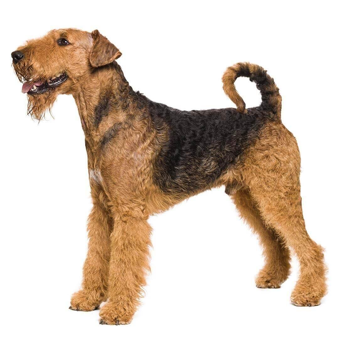 Perro de raza Terrier de Airedale