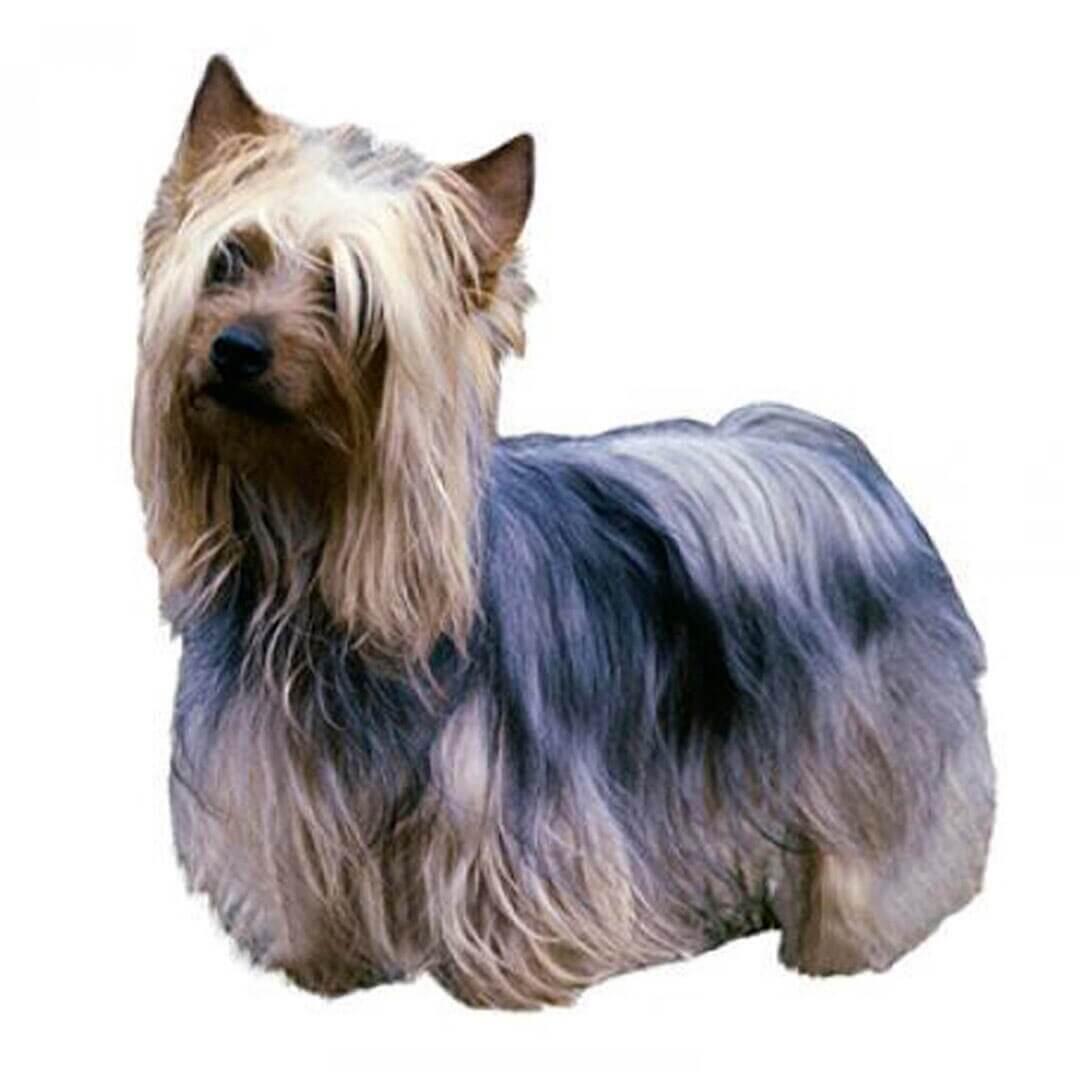 Perro de raza Silky Terrier australiano