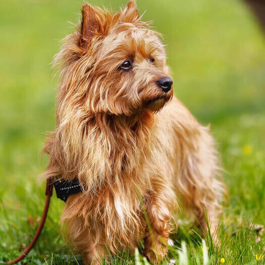 Terrier australiano con pelaje pelirrojo sobre la hierba